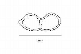   Embryo:   Chilopsis linearis ; Illustration by K. Parker, Kirkbride et al. (2006)
